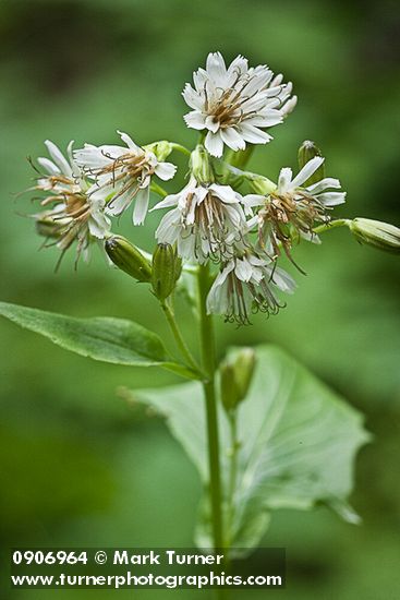 Prenanthes alata