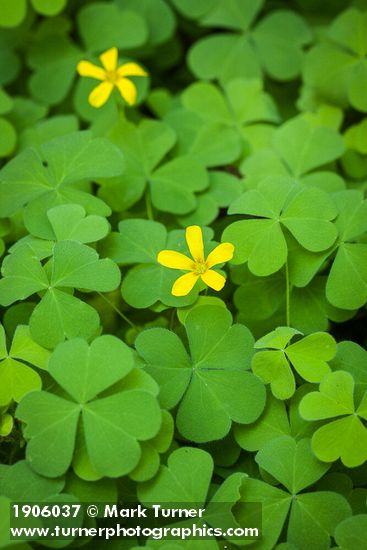 Oxalis suksdorfii