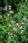Monterey Centaury