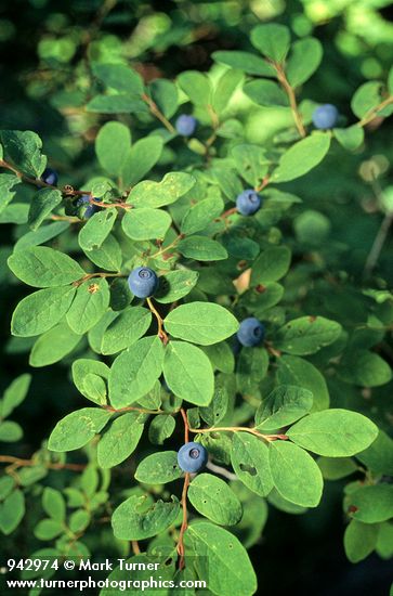 Vaccinium ovalifolium
