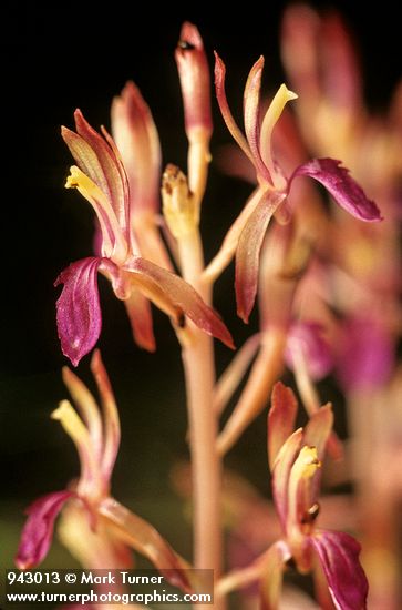 Corallorrhiza mertensiana