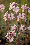 Lithophragma parviflorum