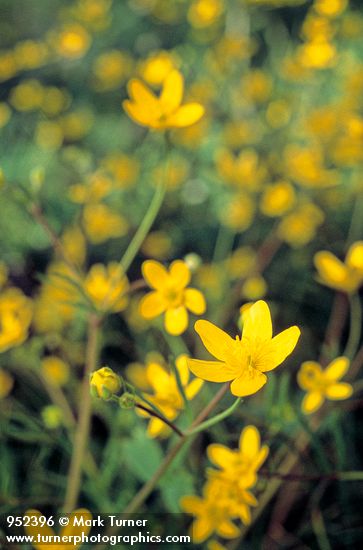 Ranunculus occidentalis var. occidentalis