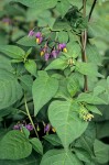 Solanum dulcamara