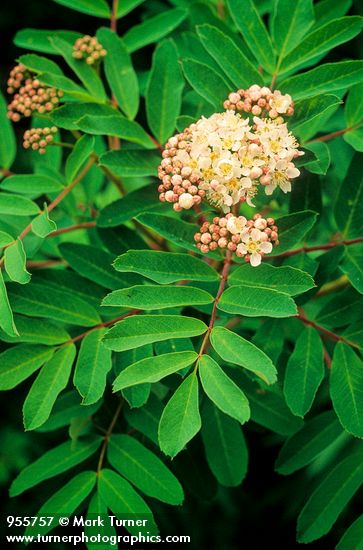 Sorbus sitchensis