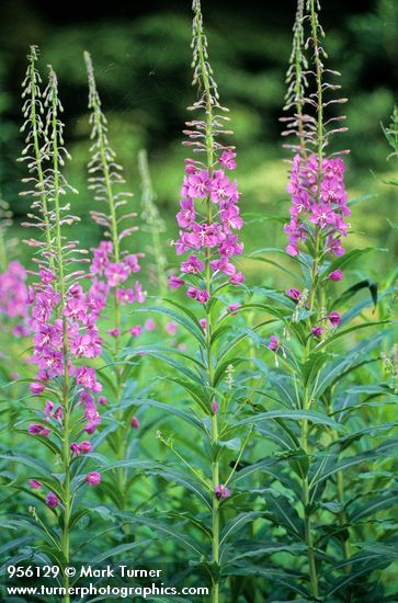 Chamerion angustifolium