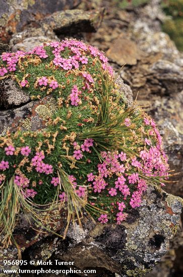 Silene acaulis
