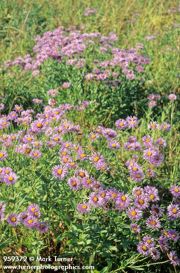 Aster modestus