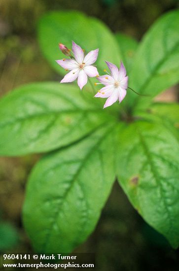 Trientalis borealis</em> ssp. <em>latifolia
