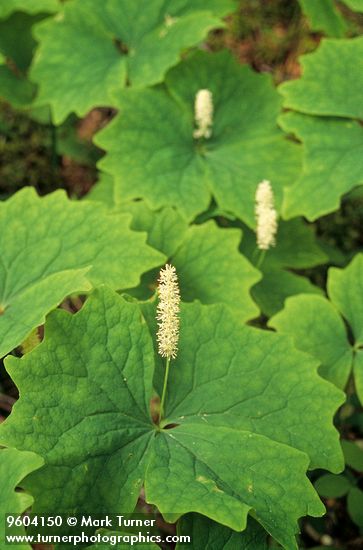 Achlys triphylla