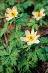 Trollius laxus