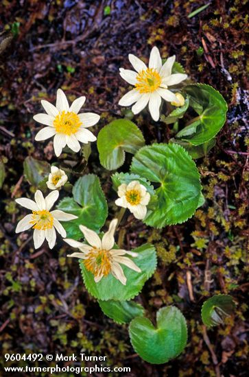 Caltha leptosepala</em> ssp. <em>howellii