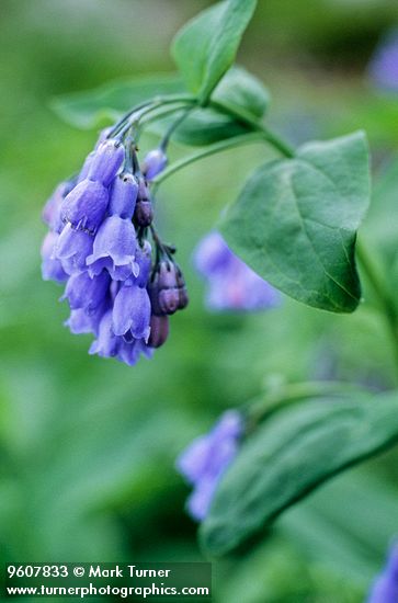 Mertensia ciliata