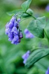 Mertensia ciliata