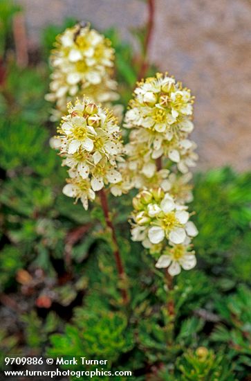 Luetkea pectinata