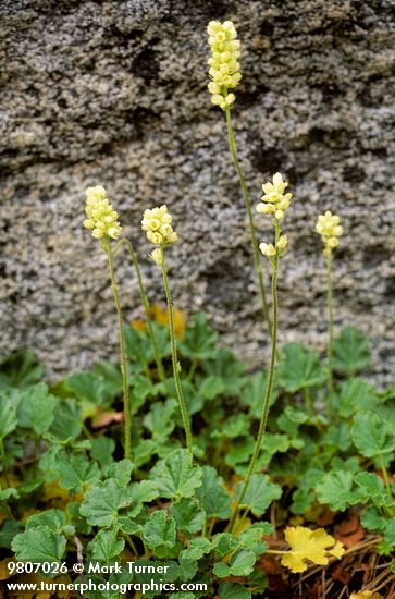 Heuchera cylindrica