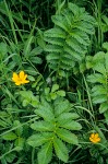 Argentina egedii ssp. egedii