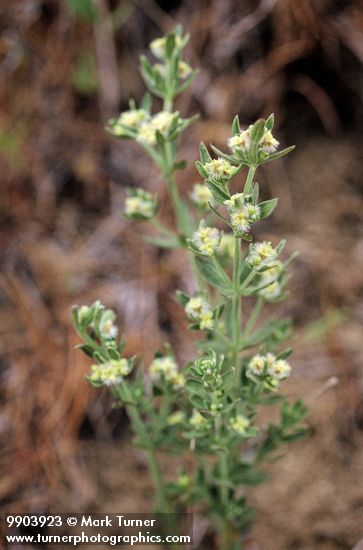 Galium multiflorum