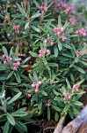 Andromeda polifolia