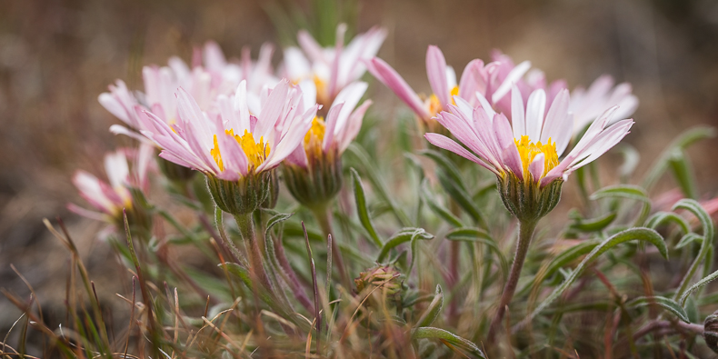 Townsendia florifer