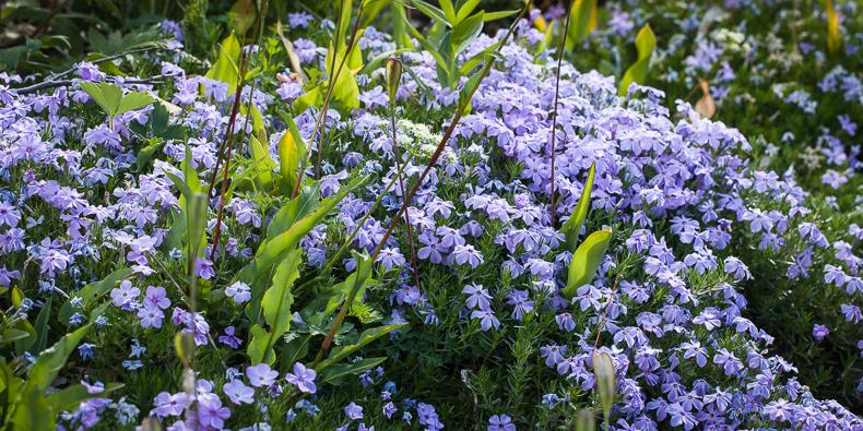 Phlox diffusa